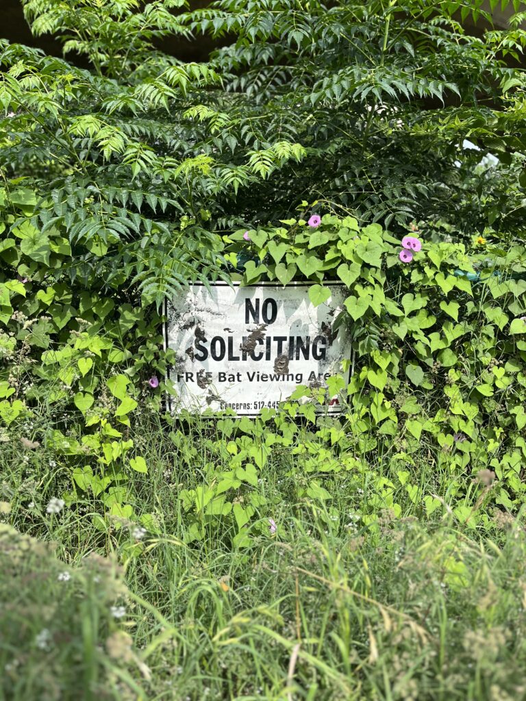 Photograph taken in Austin, Texas. Depicts the natural growth of green plants and vines, and a few purple flowers, overtaking man-made design. A weathered sign reads: "No Soliciting. Free bat viewing area."