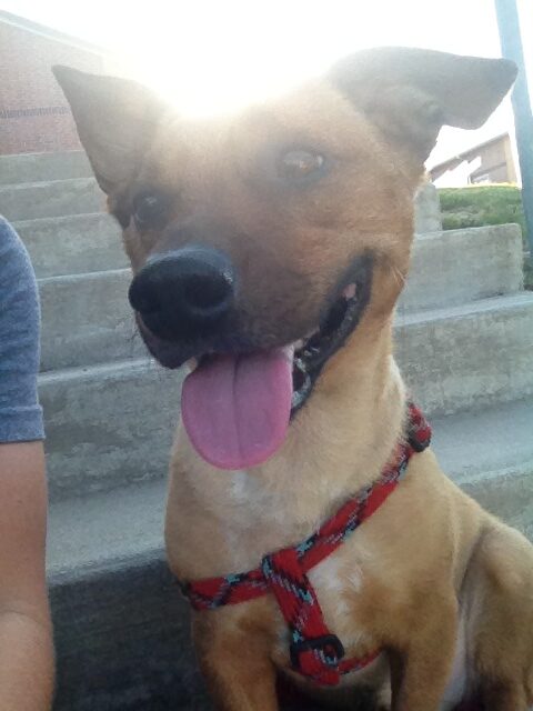 dog sitting on steps