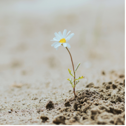 white daisy in dry desert soil